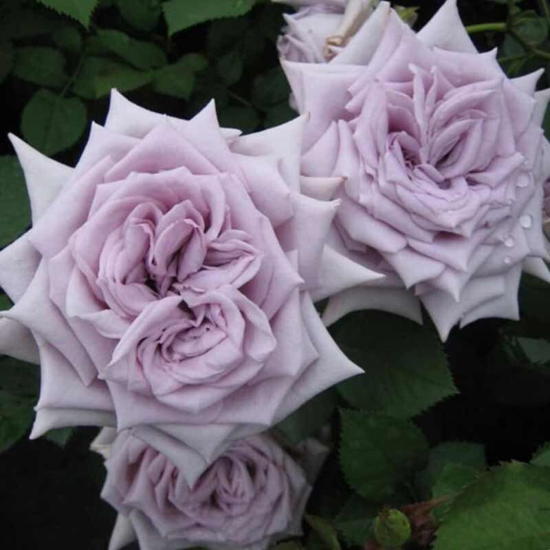 Замок Черники (Chateau Myrtille) - Розы Японской Селекции - Розы - Каталог